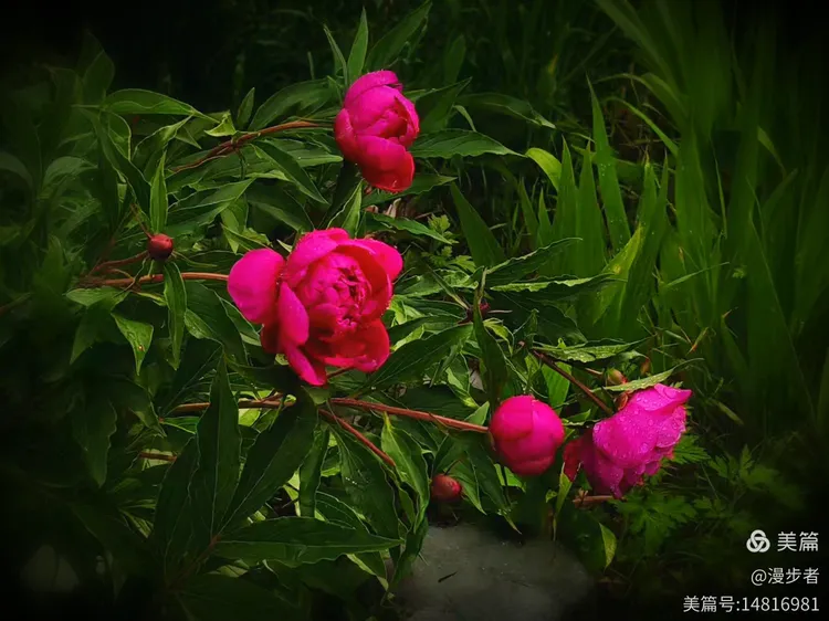 天降甘霖红花开，猪肥鸡进家畜旺打一准确生肖的警惕虚假宣传-构建解答解释落实